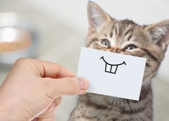 These are the costs that you can expect if you adopt a furry friend