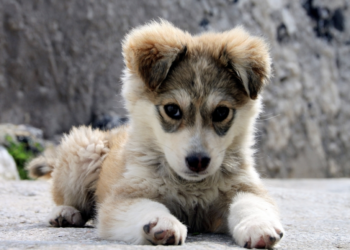 Important Things to Think About Before You Get a Dog