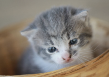What to know about raising your first cat