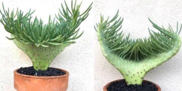 The greatest succulent in the world and why we are obsessed