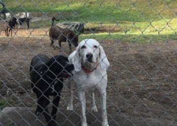 The shelter dog everyone wanted but no one could handle