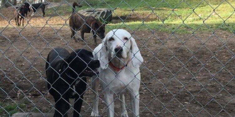 The shelter dog everyone wanted but no one could handle