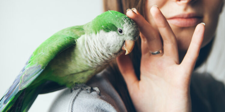 8 types of birds that make awesome pets