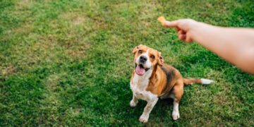 Dog treats: experts weigh in on what to give your dog