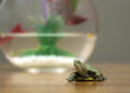 Keeping your turtle’s home a happy one