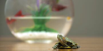 Keeping your turtle’s home a happy one