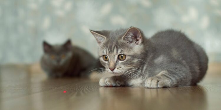 Lasers and cats at play