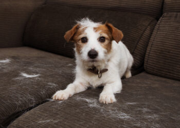 Tips to keep your home clean if you have indoor pets