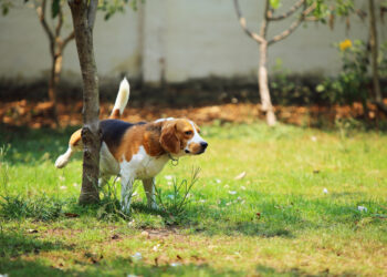 Why do dogs lift their leg when they pee?