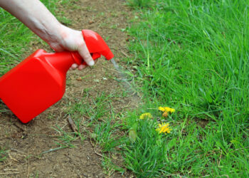 You really can make effective weed killing recipes at home