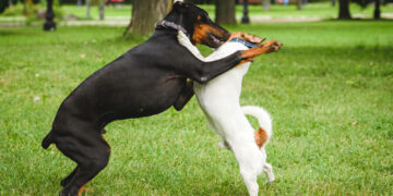 Why it’s important to socialize your puppy and how to do so