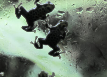 Learn the best way to clean your aquarium full of frogs