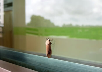 Banishing moths from the closet