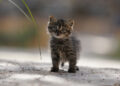 Quick-thinking motorcyclist rescues tiny kitten