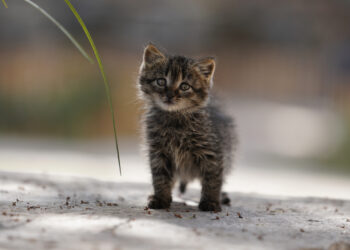 Quick-thinking motorcyclist rescues tiny kitten