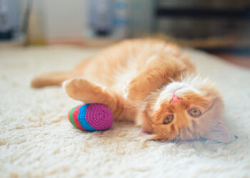 The best way to make DIY Pet Toys