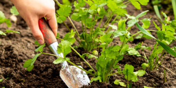 How to grow coriander?