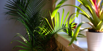 Pretty plants that will give your home’s interior instant aesthetic appeal