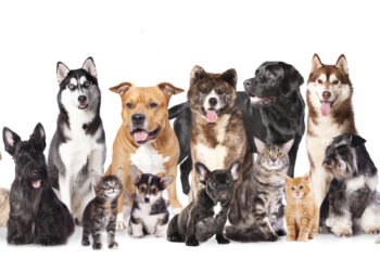 The  impossible family photo with 17 pets