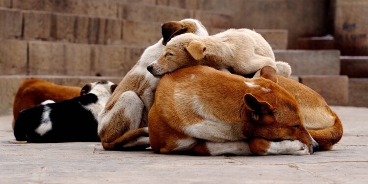 Does Your Dog Get Too Much Sleep?