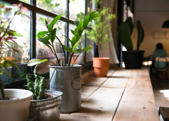 One easy tip that will make your indoor plants thrive