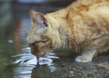 What You Need To Know About Cat Dehydration
