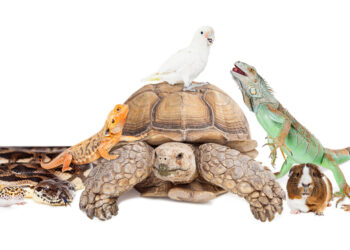 Ten exotic and unique pets and where you can legally own them