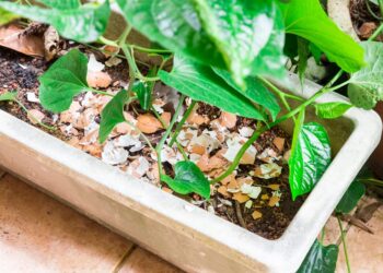 How to make better use of your eggshells