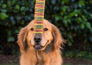 Dog wants cookies and uses leaves as money