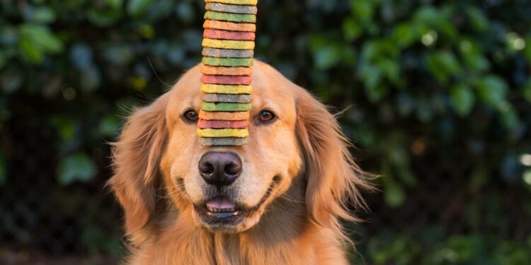 Dog wants cookies and uses leaves as money