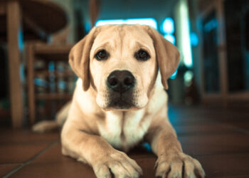 Signs of cancer in dogs that should not be ignored