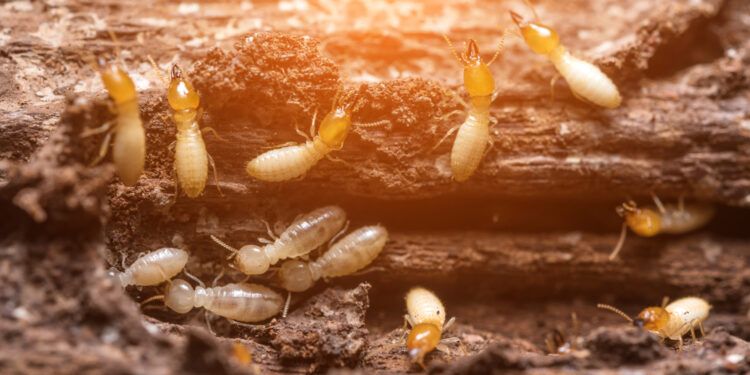 Signs to look for if you think your house is termite infested