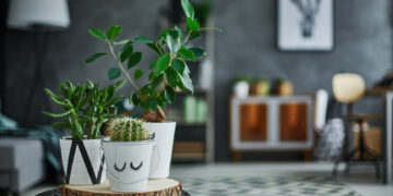 Five beautiful houseplants with rugged reputations