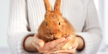 Choosing a pet rabbit