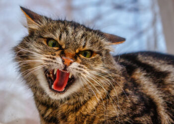 How can you handle aggression in cats?
