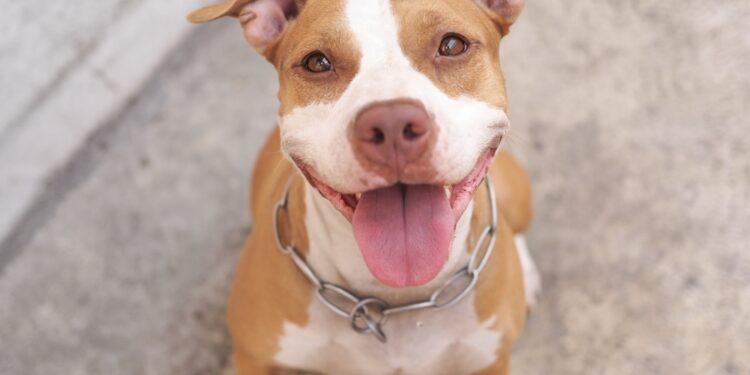 Pit bull saves woman, turning around her fear of the dog