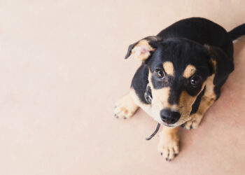 Learn about the device that simplifies your pet feeding problems