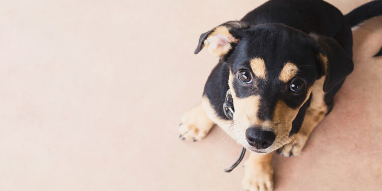 Learn about the device that simplifies your pet feeding problems