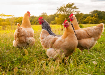 Raising chickens as pets: what you need to know