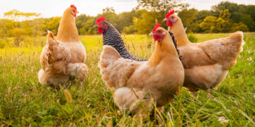Raising chickens as pets: what you need to know