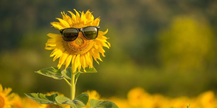 The secrets to growing great sunflowers