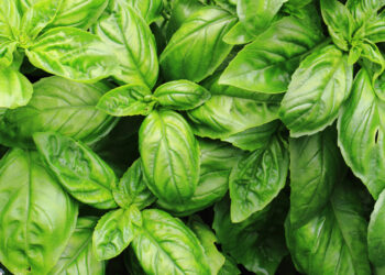 Tips on growing your own basil