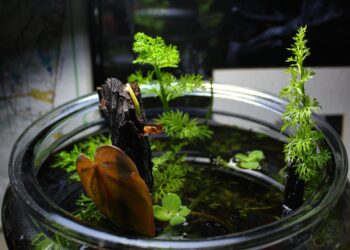 DIY indoor water garden in a jar for carefree greenery